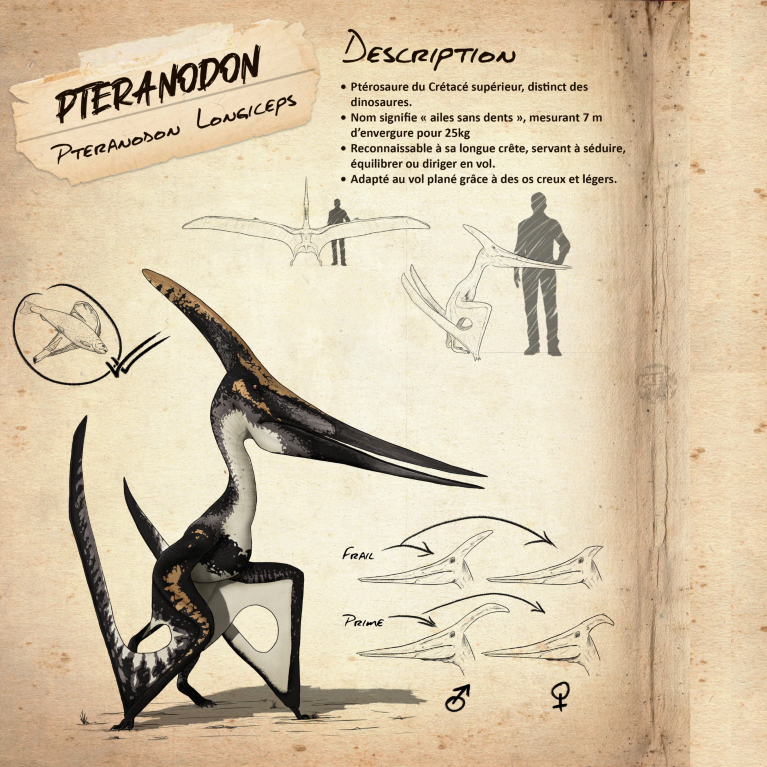 Fiches espèces uniques Jurassic Isle RP